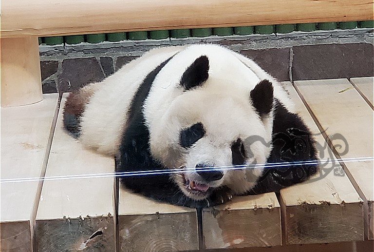 最初で最後?!神戸王子動物園のパンダ「タンタン」にあってきたよ！ | MATYの伝送路