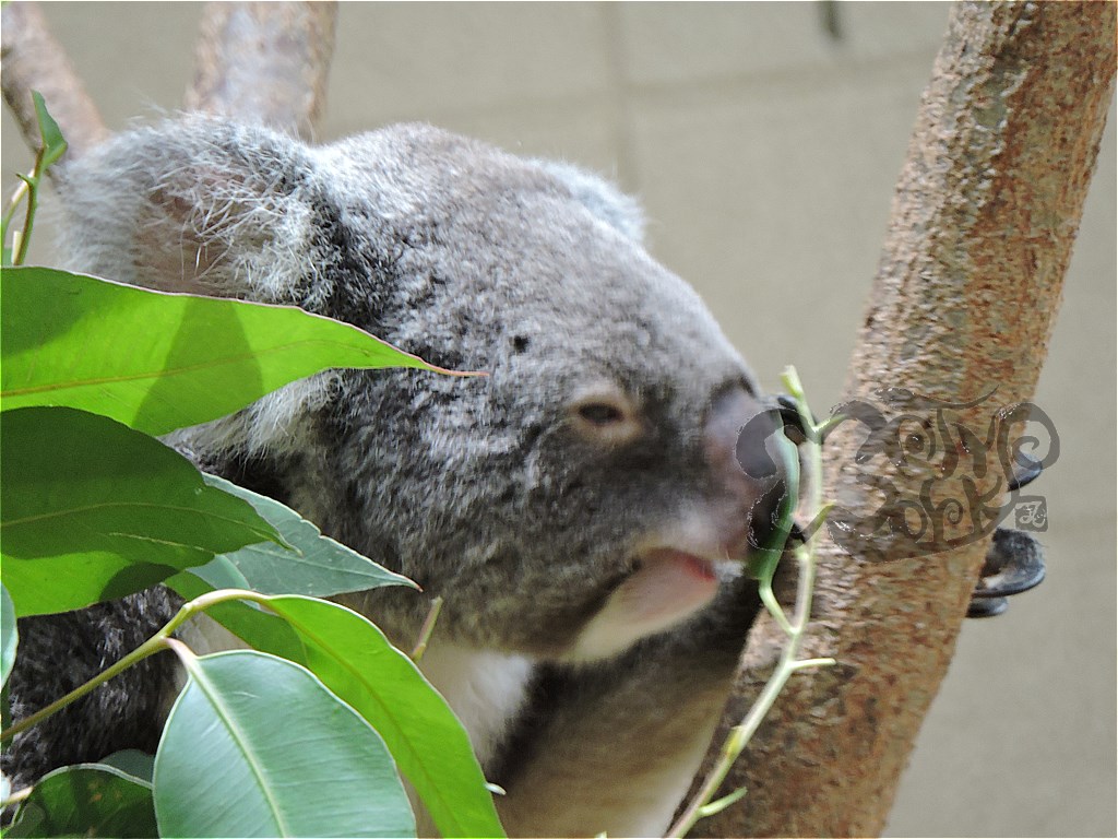 最初で最後 神戸王子動物園のパンダ タンタン にあってきたよ Matyの伝送路