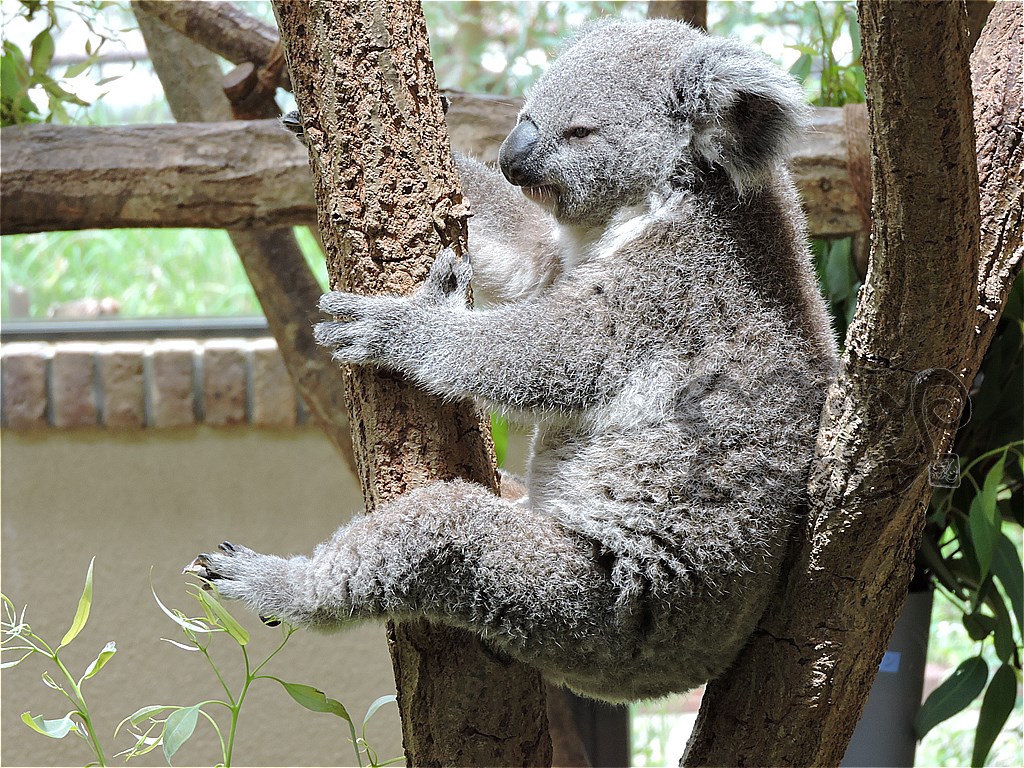 最初で最後 神戸王子動物園のパンダ タンタン にあってきたよ Matyの伝送路