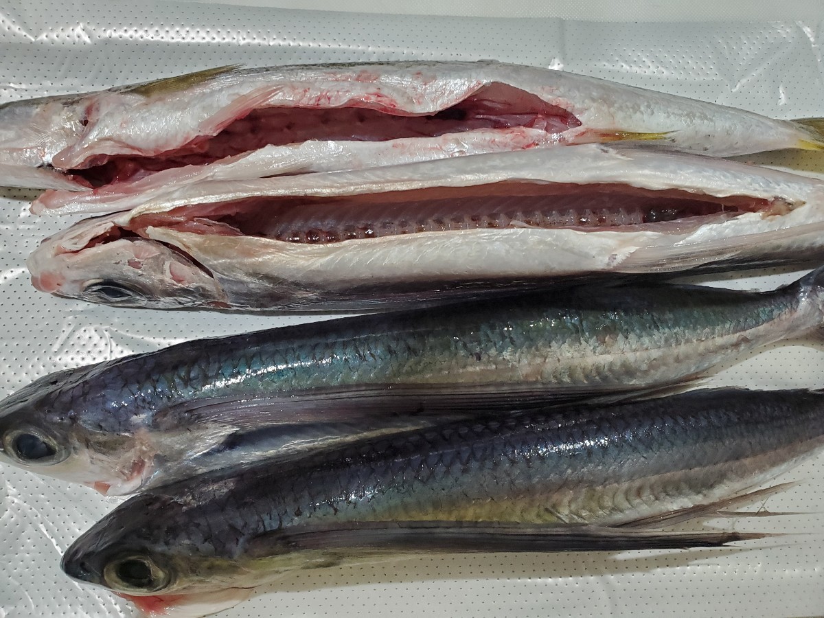 安すぎ 九州のお魚をお取り寄せ 長崎漁連ウェブショッピング で買ってみたよ Matyの伝送路